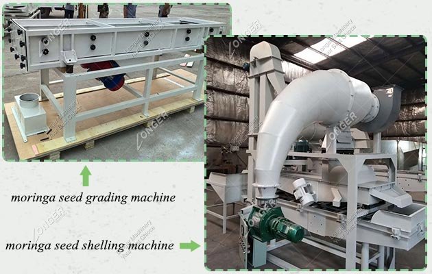 Moringa Seed Shelling Machine in India