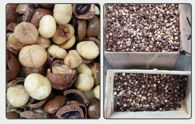 Macadamia Nut Processing Equipment