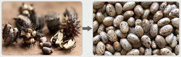 Castor Seed Shelling Process