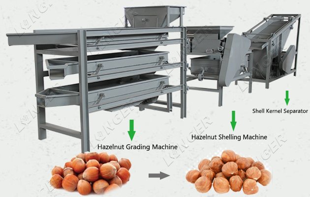 Raw Hazelnut Filberts Production Line Turkey