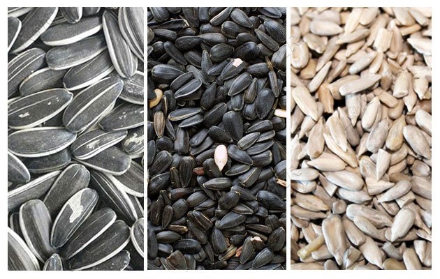 How to Shell Sunflower Seeds Commercially?