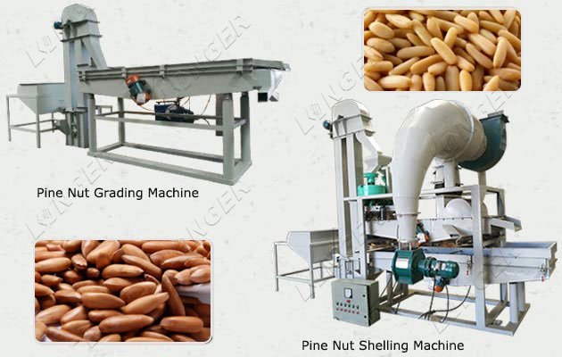 Best Pine Nut Grading and Shelling Line Price 100-150 KG/H