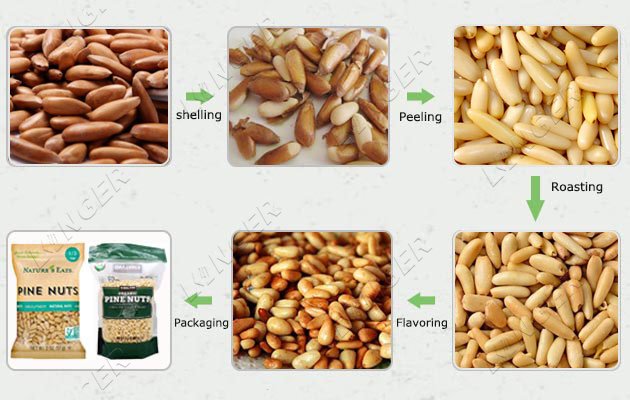 Large Pine Nut Processing Machines Cost