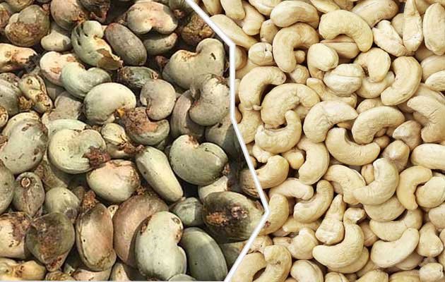 Cashew Nut Processing Business Plan