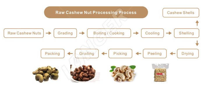 Processing Process in Cashew Processing Plant